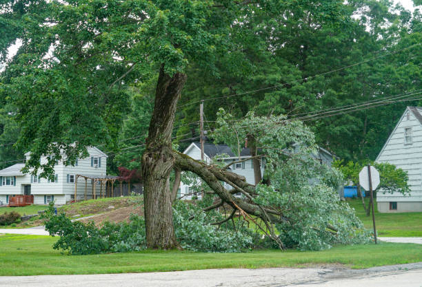 Tree Health Inspection in Nokesville, VA